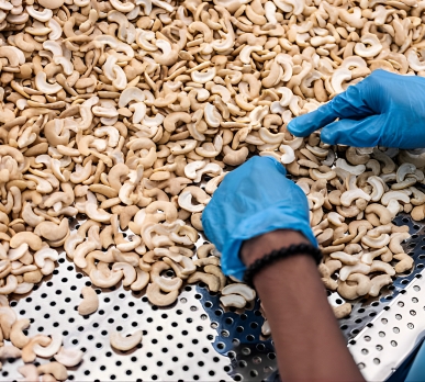 cashew-industry-startup-workshops