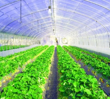 vegetable-dry-process-workshops