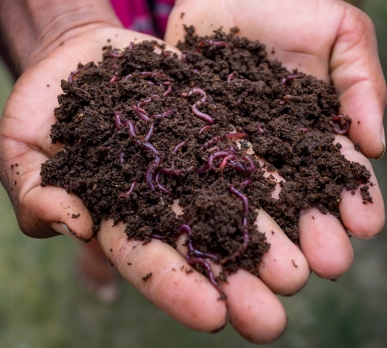 vermicompost-organic-fertilizer-training